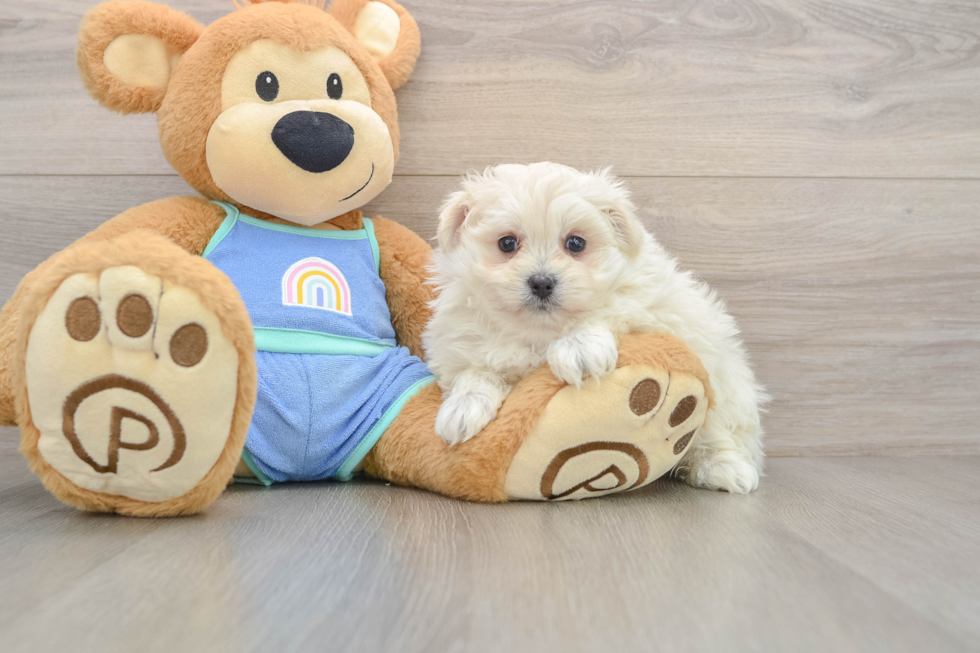 Hypoallergenic Maltese Pom Designer Puppy