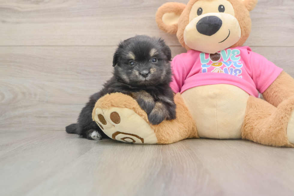 Maltipom Puppy for Adoption