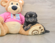 5 week old Maltipom Puppy For Sale - Florida Fur Babies