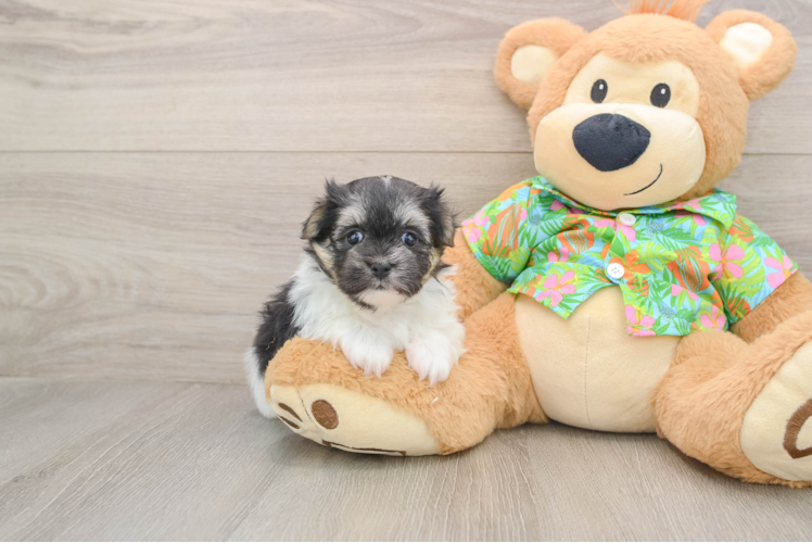 Maltipom Pup Being Cute