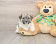 6 week old Maltipom Puppy For Sale - Florida Fur Babies