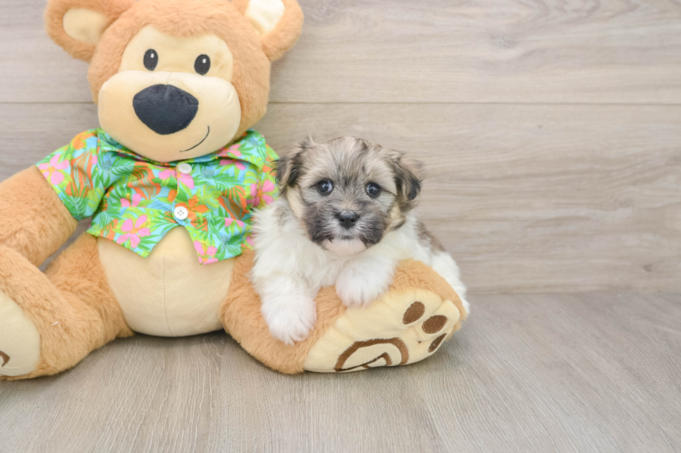 Playful Maltese Pom Designer Puppy