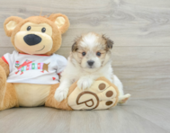 6 week old Maltipom Puppy For Sale - Florida Fur Babies