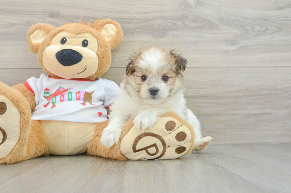 6 week old Maltipom Puppy For Sale - Florida Fur Babies