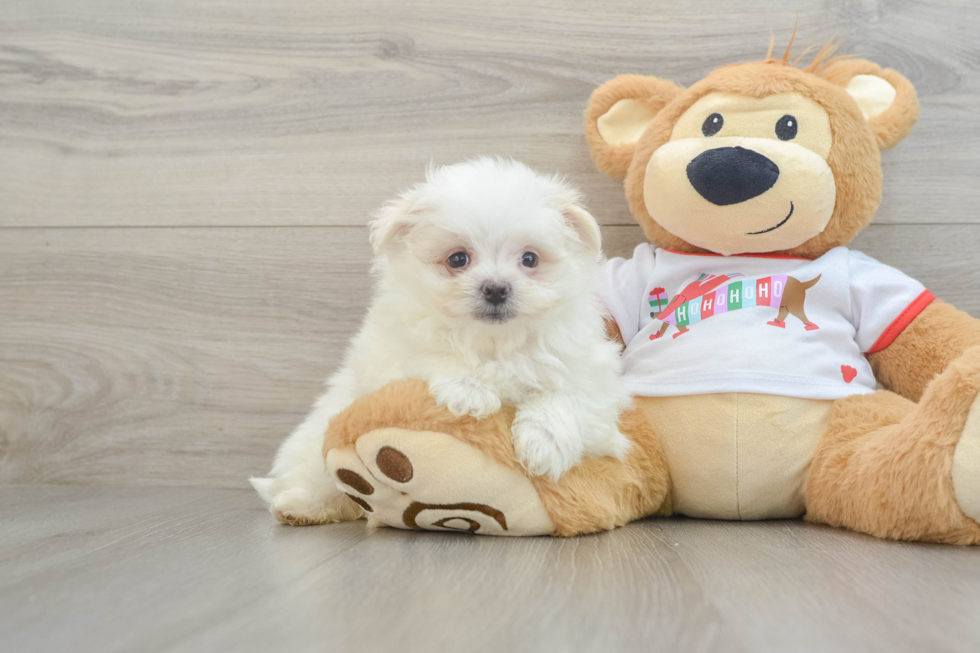 Maltipom Puppy for Adoption