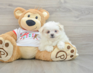 6 week old Maltipom Puppy For Sale - Florida Fur Babies