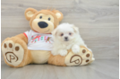 Little Maltese Pom Designer Puppy