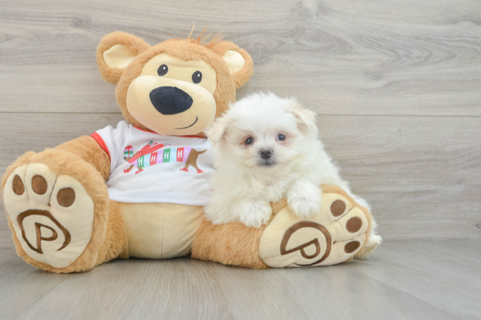 Little Maltese Pom Designer Puppy