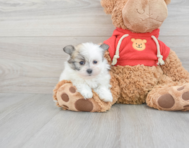 5 week old Maltipom Puppy For Sale - Florida Fur Babies