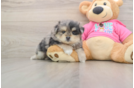 Smart Maltipom Designer Pup