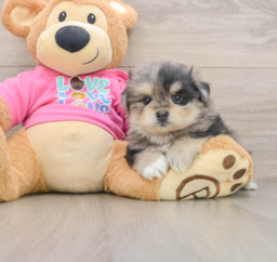 5 week old Maltipom Puppy For Sale - Florida Fur Babies