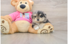 Small Maltipom Baby