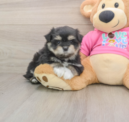 5 week old Maltipom Puppy For Sale - Florida Fur Babies