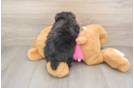 Maltipom Puppy for Adoption