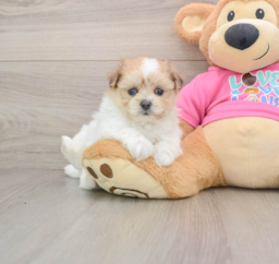 5 week old Maltipom Puppy For Sale - Florida Fur Babies