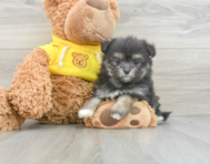 10 week old Maltipom Puppy For Sale - Florida Fur Babies