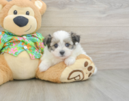 5 week old Maltipom Puppy For Sale - Florida Fur Babies