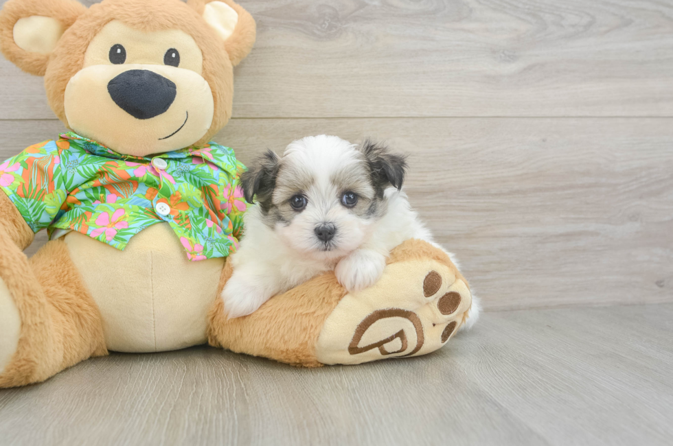 5 week old Maltipom Puppy For Sale - Florida Fur Babies