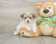 5 week old Maltipom Puppy For Sale - Florida Fur Babies