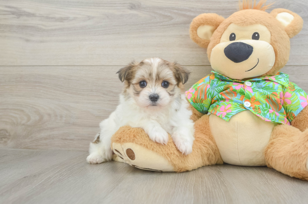 5 week old Maltipom Puppy For Sale - Florida Fur Babies