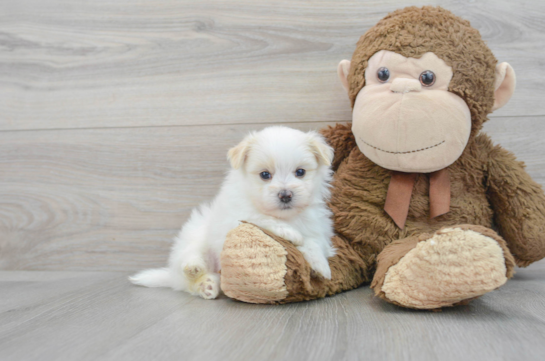 Maltipom Pup Being Cute