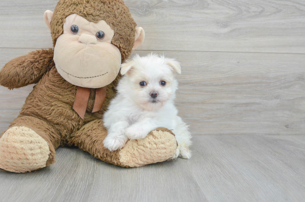 7 week old Maltipom Puppy For Sale - Florida Fur Babies