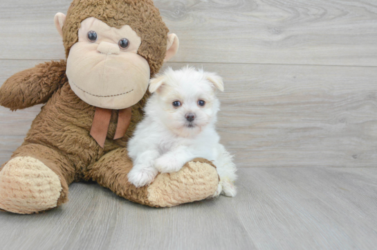 Playful Maltipom Designer Puppy