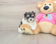 5 week old Maltipom Puppy For Sale - Florida Fur Babies