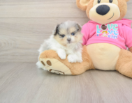 5 week old Maltipom Puppy For Sale - Florida Fur Babies