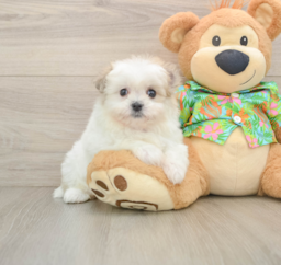6 week old Maltipom Puppy For Sale - Florida Fur Babies