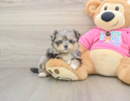 5 week old Maltipom Puppy For Sale - Florida Fur Babies