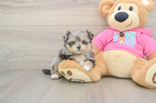 Maltipom Puppy for Adoption