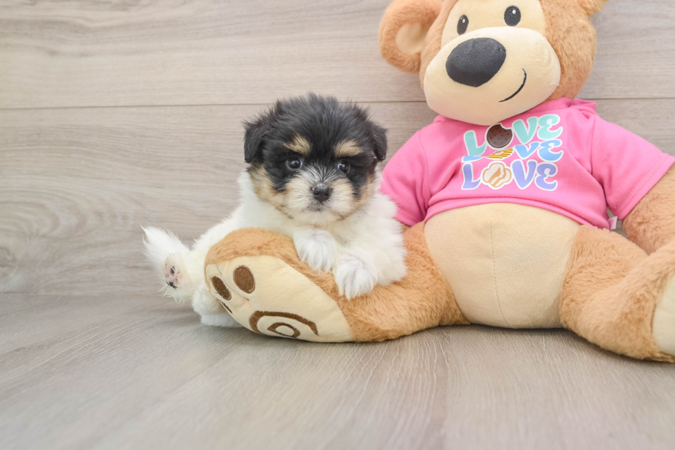 Best Maltipom Baby