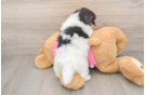 Maltipom Pup Being Cute