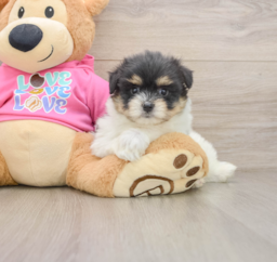5 week old Maltipom Puppy For Sale - Florida Fur Babies