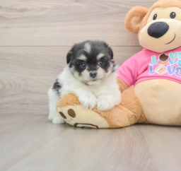 5 week old Maltipom Puppy For Sale - Florida Fur Babies