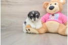 Best Maltipom Baby