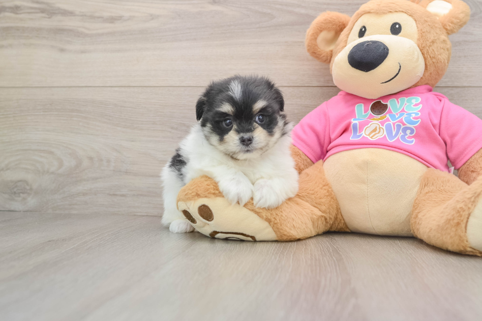 Best Maltipom Baby