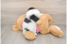 Little Maltese Pom Designer Puppy