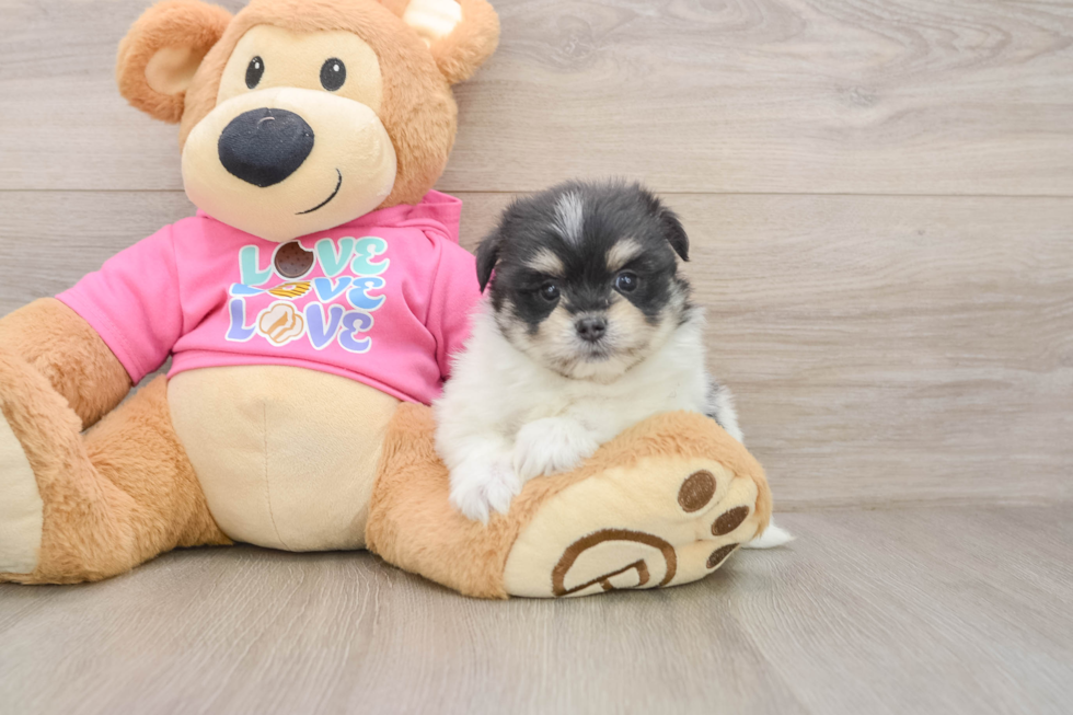 Maltipom Puppy for Adoption