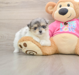 6 week old Maltipom Puppy For Sale - Florida Fur Babies