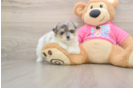Best Maltipom Baby