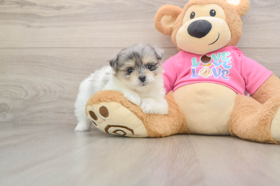 Best Maltipom Baby