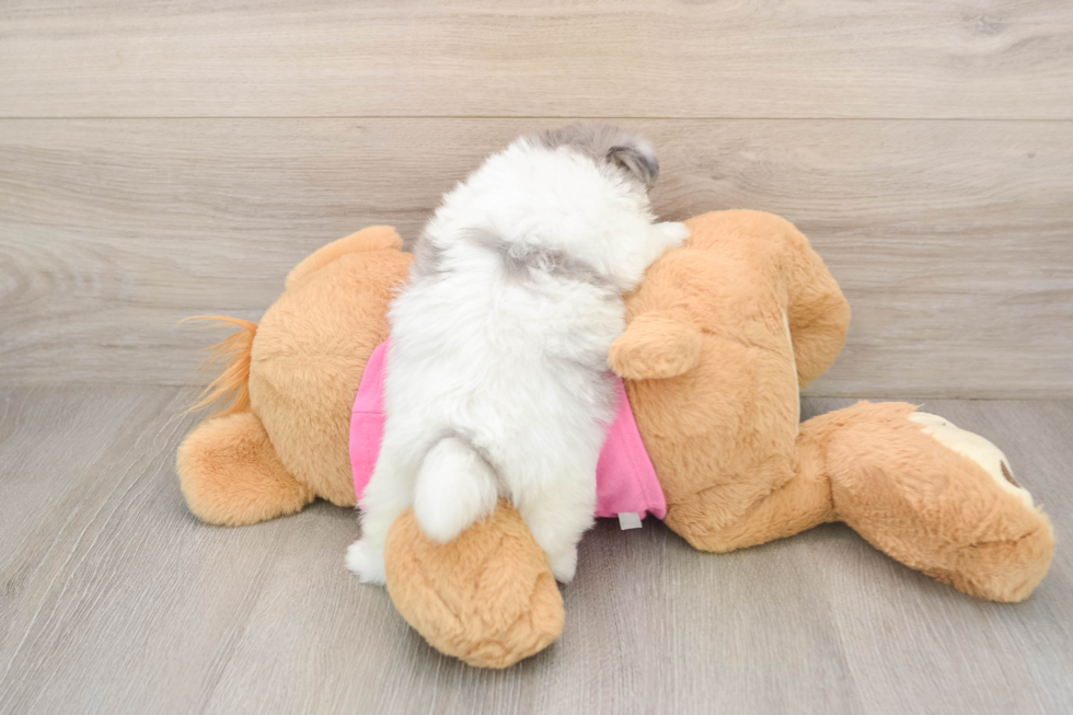 Maltipom Pup Being Cute