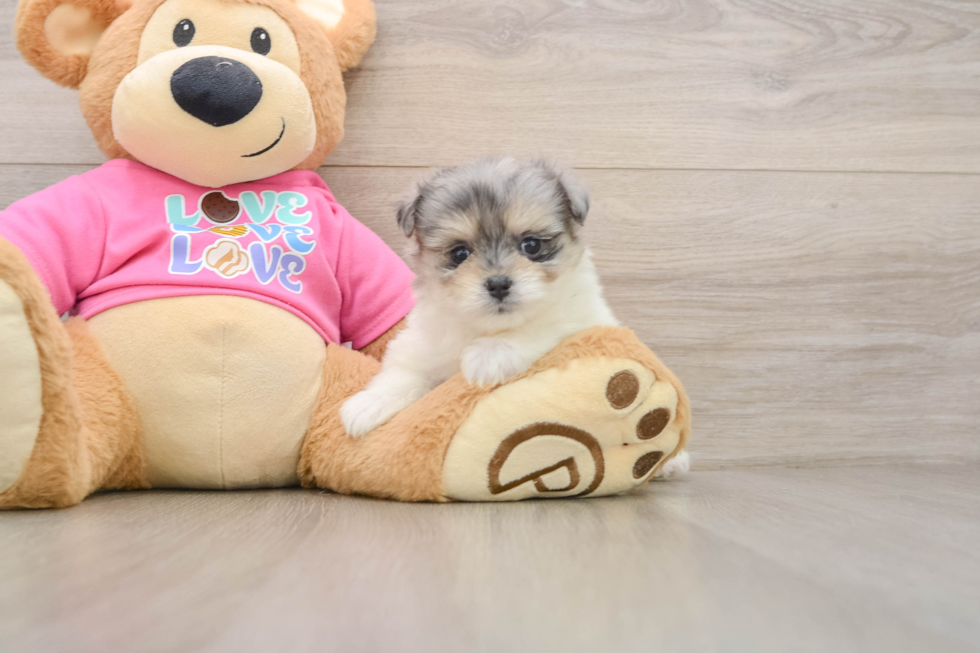 Maltipom Puppy for Adoption