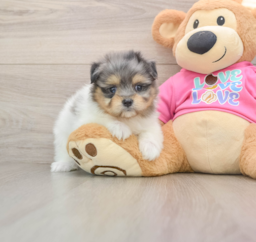 5 week old Maltipom Puppy For Sale - Florida Fur Babies