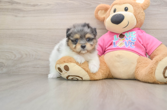 Maltipom Puppy for Adoption