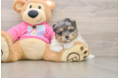 Best Maltipom Baby