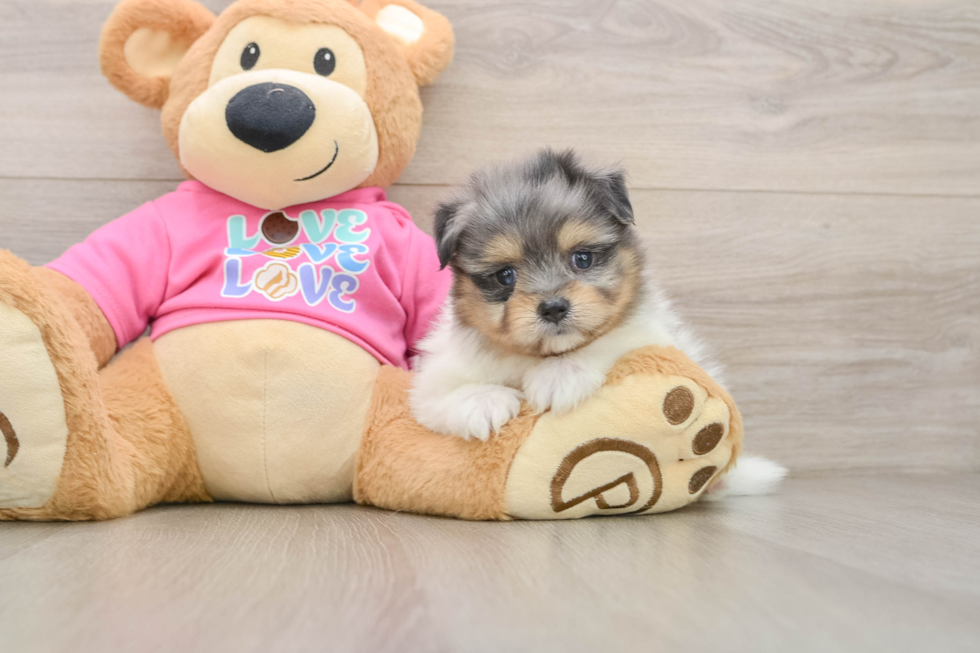 Best Maltipom Baby