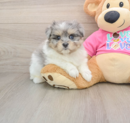 6 week old Maltipom Puppy For Sale - Florida Fur Babies